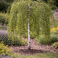 Плачеща бреза ‘Youngii’ Betula pendula ‘Youngii’