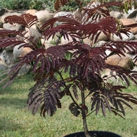 Албиция ‘Summer Chocolate’ Albizia julibrissin ‘Summer Chocolate’