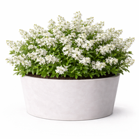 Дейция ‘Nikko’ Deutzia gracilis ‘Nikko’