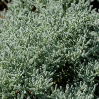 Сантолина сребриста	Santolina viridis