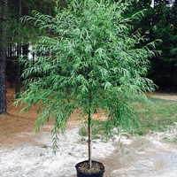 Плачеща върба Salix babylonica