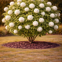 Калина ‘Roseum’ Viburnum opulus ‘Roseum’