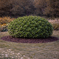 Евонимус японски пъстролистен Euonymus japonicus