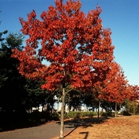 Червен дъб Quercus rubra