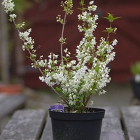 Дейция ‘Nikko’ Deutzia gracilis ‘Nikko’