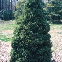 Смърч коника Picea glauca ‘Conica’