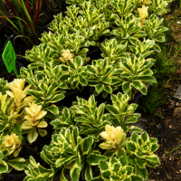 Седум 'Sedum spp.'