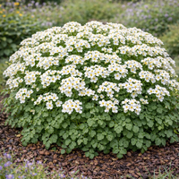 Арабис Arabis spp.