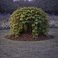 Дива лоза трисеменна Parthenocissus tricuspidata