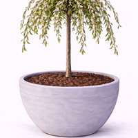 Върба плачеща ‘Kilmarnock’ Salix caprea ‘Kilmarnock’