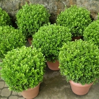 Чемшир (обикновен) Buxus sempervirens