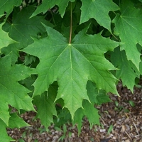Норвежки клен ‘Globosum’ Acer platanoides ‘Globosum’