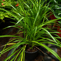 Хемерокалис   'Hemerocallis spp.'