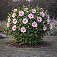 Хибискус сирийски Hibiscus syriacus