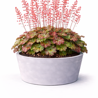 Хойхера (коралокамбанка) Heuchera sanguinea