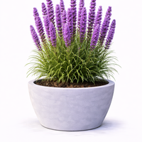Лиатрис Liatris spicata
