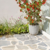 Калистемон (червен) Callistemon citrinus