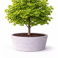 Гинко билоба Ginkgo biloba