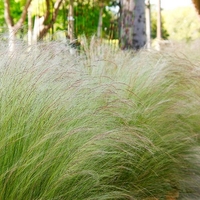 Стипа ‘Pony Tails’ Stipa tenuissima ‘Pony Tails’