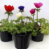 Анемония (коронария) Anemone coronaria