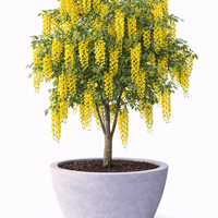 Лабурнум (златен дъжд) Laburnum anagyroides