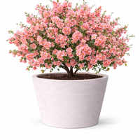 Дюля декоративна ‘Pink Lady’ Chaenomeles japonica ‘Pink Lady’