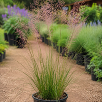 Мюленбергия 'Muhlenbergia spp.'