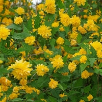 Керия японска Kerria japonica