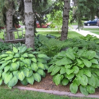 Хоста Hosta spp.