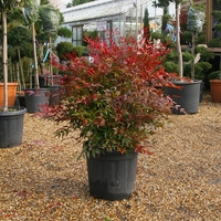 Нандина домашна Nandina domestica