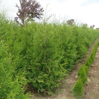 Туя ‘Brabant’ Thuja occidentalis ‘Brabant’