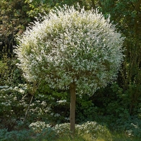 Върба ‘Hakuro Nishiki’ Salix integra ‘Hakuro Nishiki’