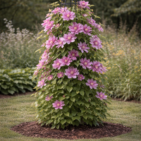 Клематис (хибриден сорт) Clematis spp.