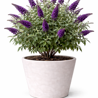 Будлея ‘Black Knight’ Buddleja davidii ‘Black Knight’