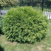 Туя ‘Globosa’ Thuja occidentalis ‘Globosa’