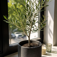 Маслина (европейска) 'Olea europaea' 20см