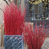 Дървесен дрян (червен клон) Cornus alba