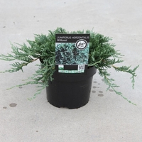 Хвойна хоризонтална ‘Wiltonii’ Juniperus horizontalis ‘Wiltonii’