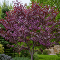 Церцис ‘Forest Pansy’ Cercis canadensis ‘Forest Pansy’ (Див рожков)