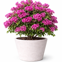 Бугенвилия (микс) Bougainvillea spp.