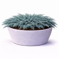 Хвойна хоризонтална ‘Blue Chip’ Juniperus horizontalis ‘Blue Chip’