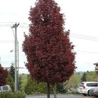 Норвежки клен ‘Crimson Sentry’ Acer platanoides ‘Crimson Sentry’