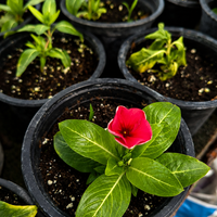 Винка 'Розеа' 'Vinca rosea'