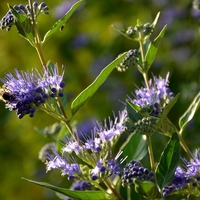 Кариоптерис	Caryopteris chadonnesis