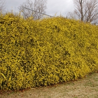 Жасмин зимен Jasminum nudiflorum