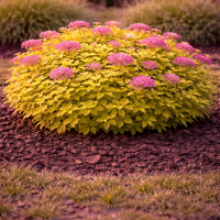 Спирея ‘Golden Princess’ Spiraea japonica ‘Golden Princess’