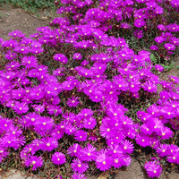 Делосперма Delosperma spp.
