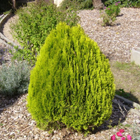 Туя ‘Aurea Nana’ Thuja occidentalis ‘Aurea Nana’