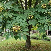 Конски кестен Aesculus hippocastanum