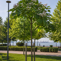 Обикновена каталпа 'Catalpa bignonioides'